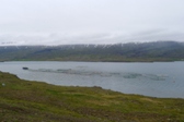 Rybí farma, Berufjörður