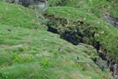 Papuchalčí útesy, Borgafjörður Eystri