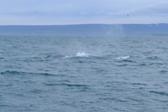 Pozorování velryb, Húsavík