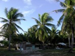 Pbytky mstnho obyvatelstva, atol Enewetak