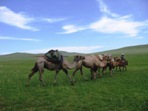 Velbloudi, pejezd Ulaanbaatar ==> Arvajcheer, ajmag Tv