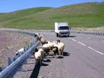 Ovce pes cestu, pejezd Erdenet ==> Mrn, ajmag Bulgan