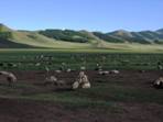 Ovce, ovce, ovce,... pejezd Erdenet ==> Mrn, ajmag Bulgan