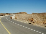 Velbloudi na silnici, pejezd Hasik ==> Mirbat, region Dhofar