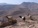 Horsk kozy, nad Wadi Bani Khalid, region Sharqiya