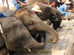 Sloní přehlídka, Lampang